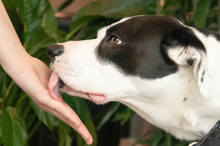 Why Do Dogs Lick You? 5 Common Reasons