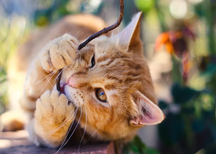 How to Stop Destructive Chewing in Cats