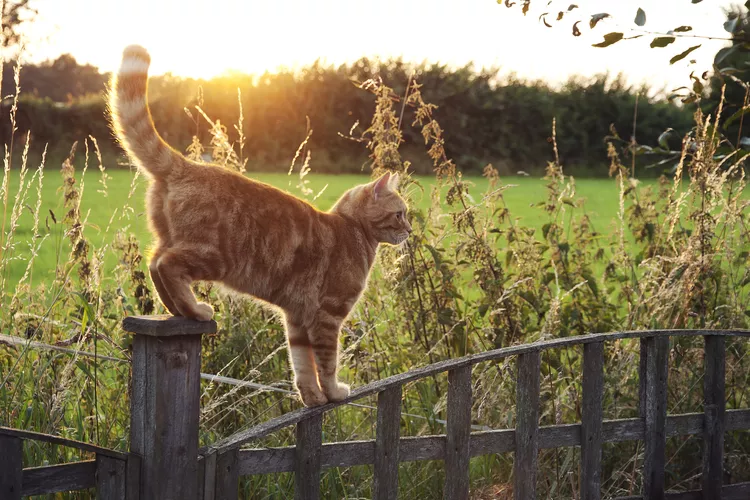 Cat Anal Glands: What's That Smell?