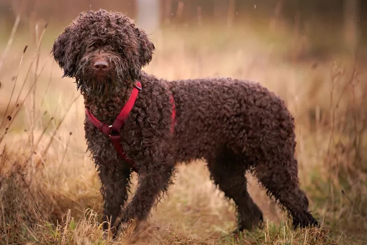 Lagotto Romagnolo: Dog Breed Characteristics & Care