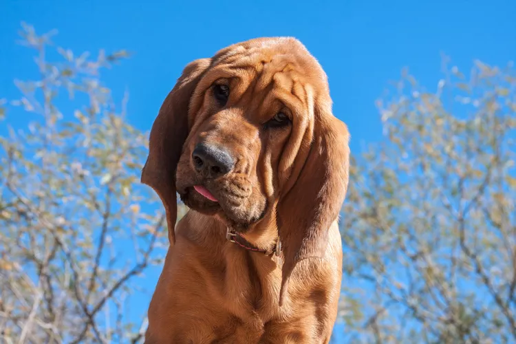 Bloodhound: Dog Breed Characteristics & Care