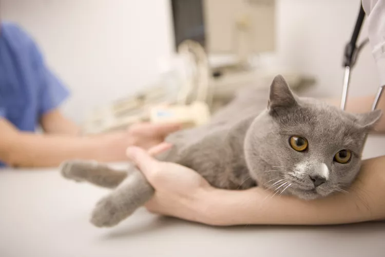 Should You Spay a Cat in Heat?