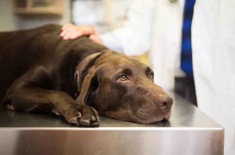 Signs of Poisoning in Dogs