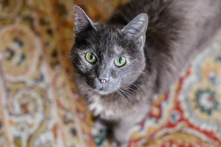 133 Gray Cat Names For Your Silver Feline