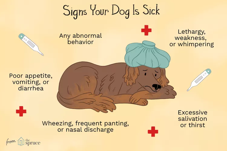 Signs Your Dog is Sick and What to Do