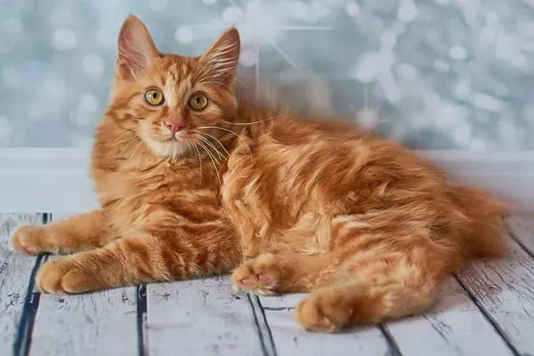 American Bobtail: Cat Breed Profile, Characteristics & Care