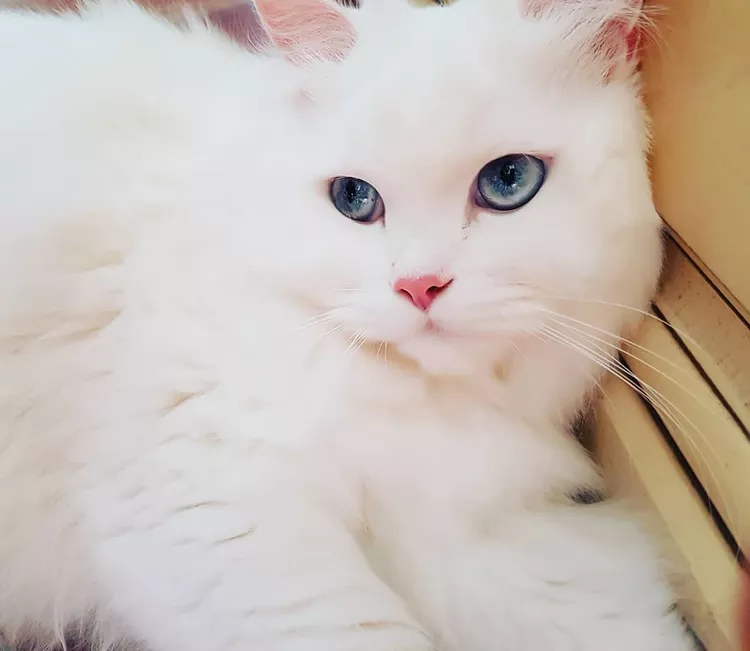 10 Fun Facts About White Cats