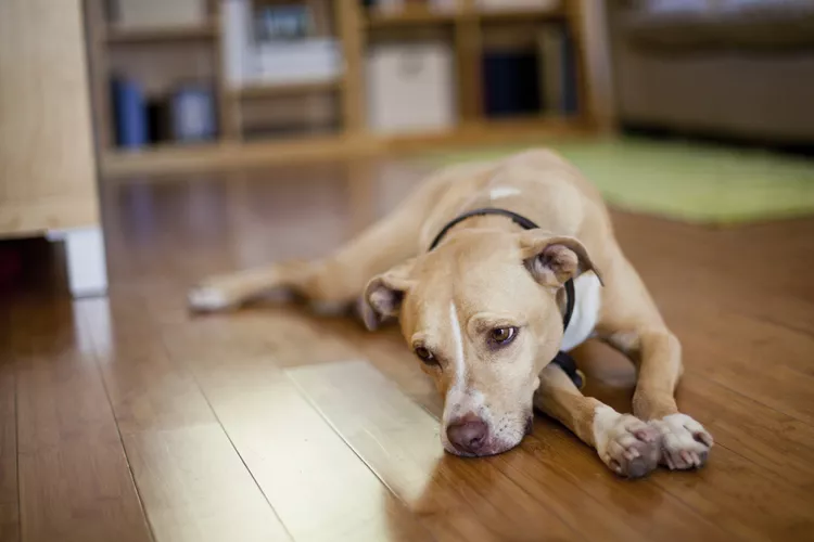 Can Dogs Get Depression? How to Help Your Sad Dog