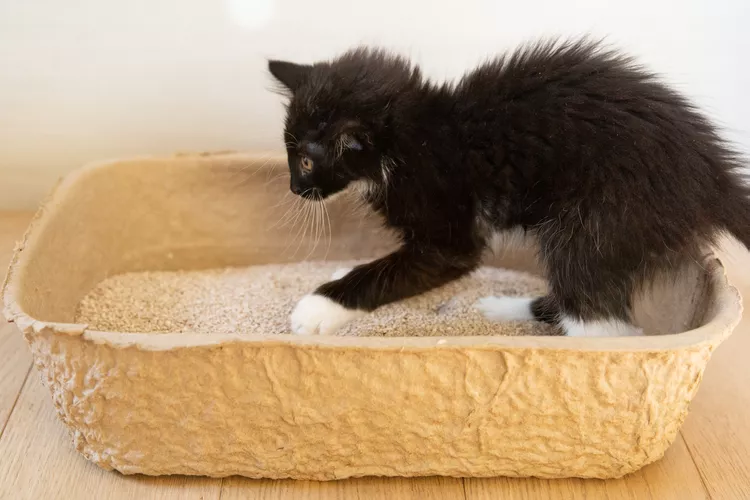 Training Your Kitten to Use the Litter Box