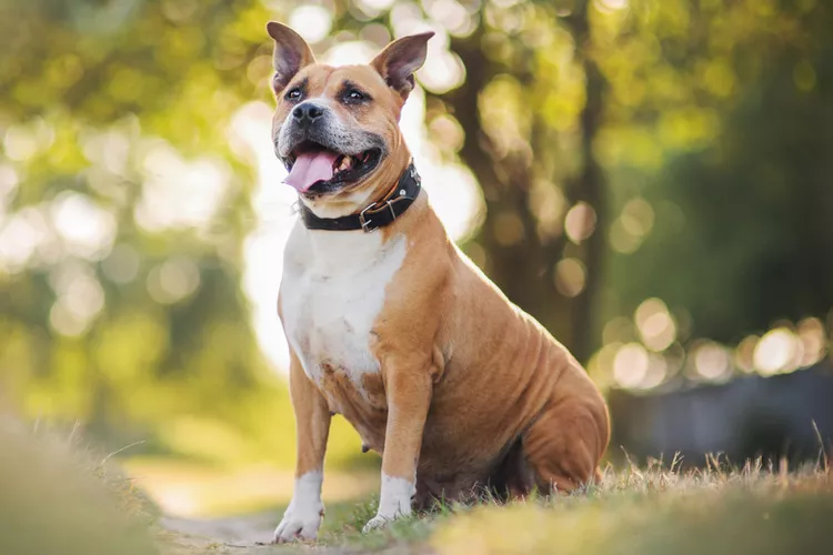 American Staffordshire Terrier: Breed Characteristics & Care