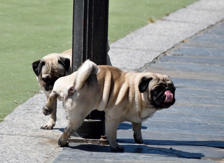 Why Do Dogs Lick Other Dogs' Pee?