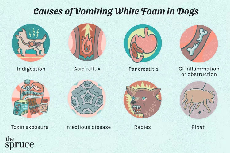 What To Do If Your Dog Is Vomiting White Foam