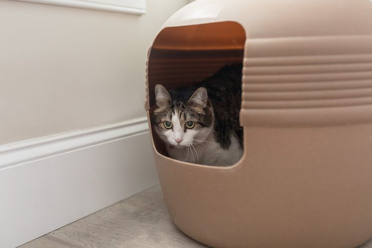 Cat Can't Pee? Here's What to Do