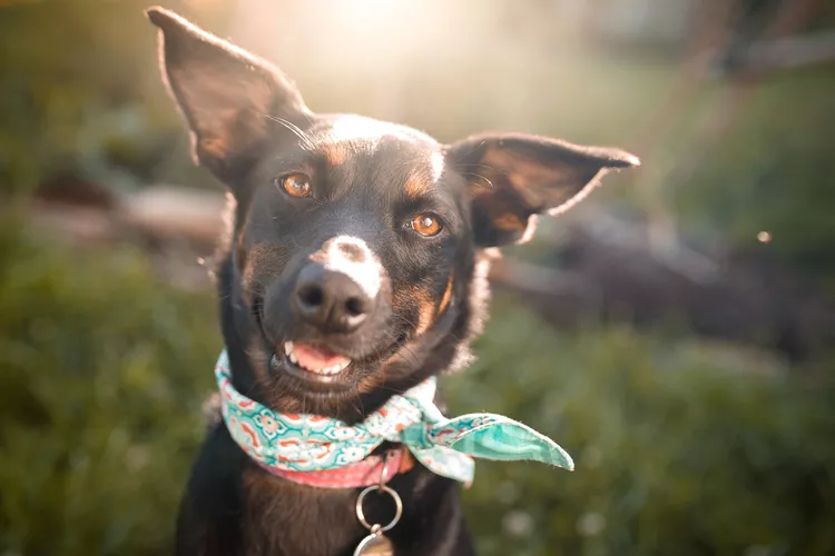 Reasons Why Dogs Grind Their Teeth