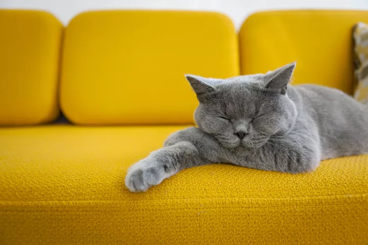 23 Cutest Cat Breeds Anyone Will Love