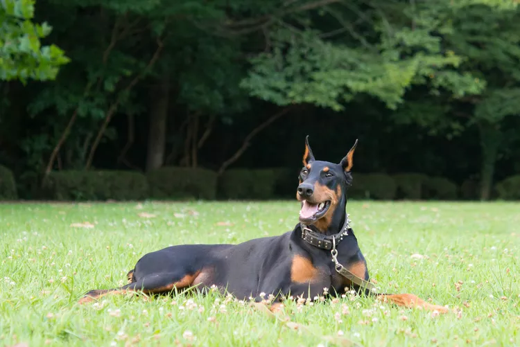 Doberman Pinscher (Dobie): Dog Breed Characteristics & Care