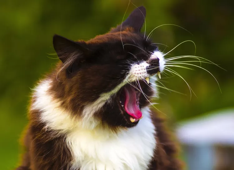 Why Is My Cat Sneezing?