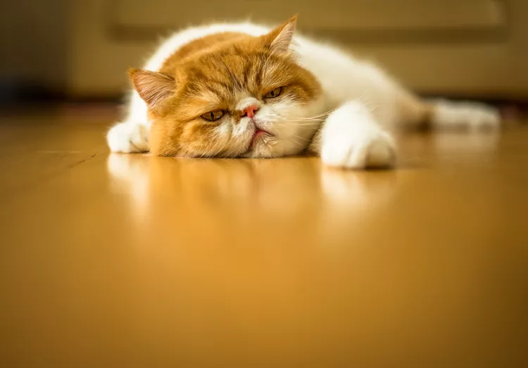 What to Do if Your Cat Is Vomiting Up Brown Liquid