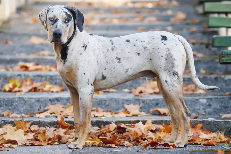 Catahoula Leopard Dog: Breed Characteristics & Care