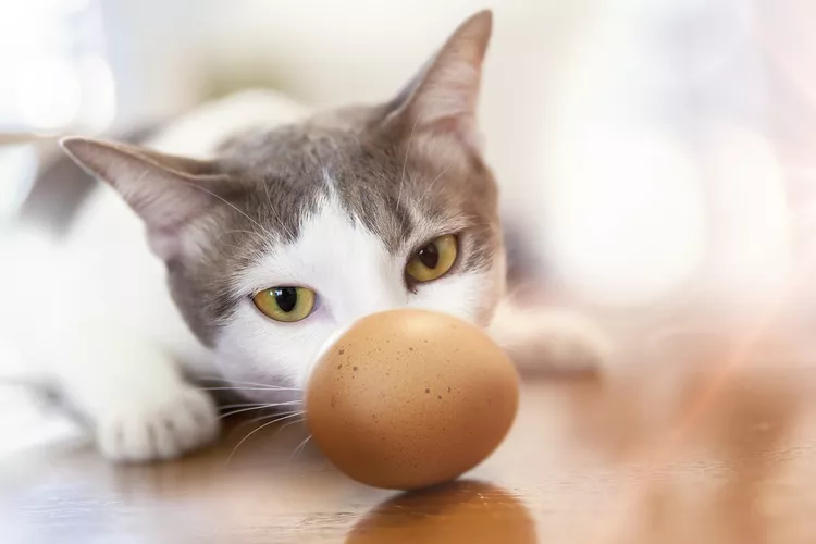 Can Cats Have Raw Eggs?