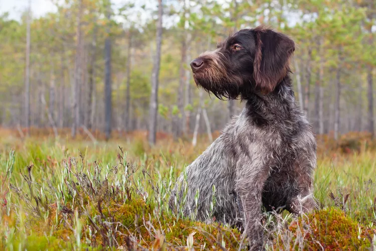 German Wirehaired Pointer: Dog Breed Characteristics & Care