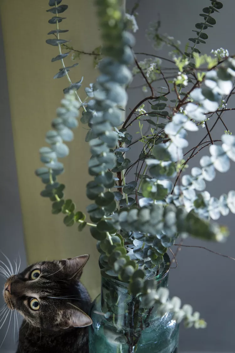 Is Eucalyptus Safe for Cats?