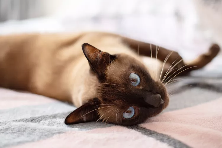 10 Facts About Siamese Cats