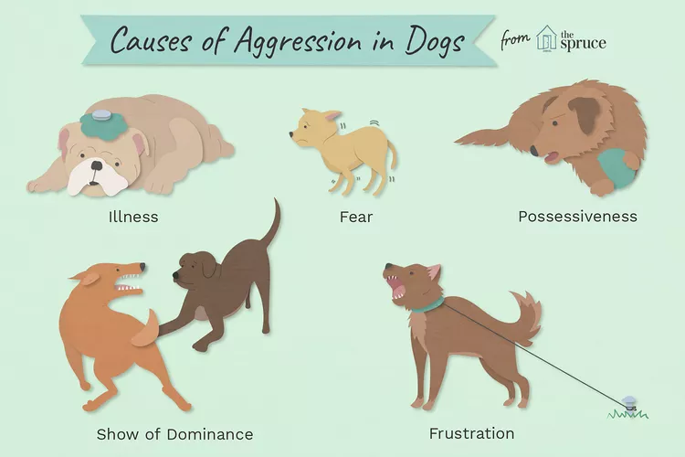 Why Dogs Get Aggressive and How to Stop It