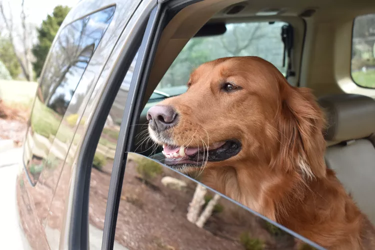 How to Solve Your Dog's Fear of Car Rides