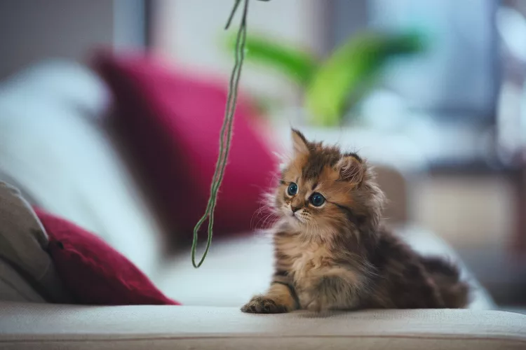 Why Yarn Is Not a Safe Toy for Cats