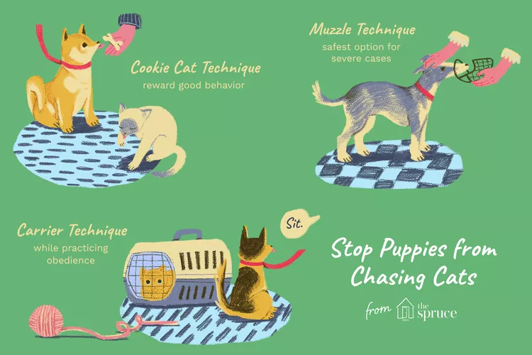 How to Train Your Puppy to Stop Chasing Cats