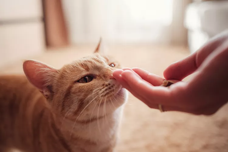 Can Cats Eat Cheese?