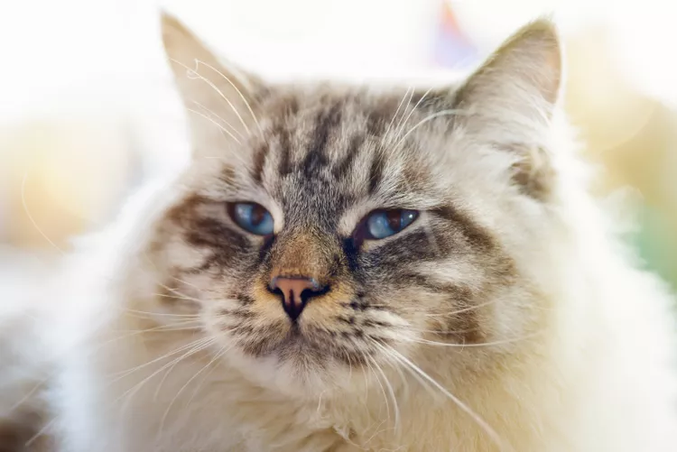 Ragamuffin: Cat Breed Profile