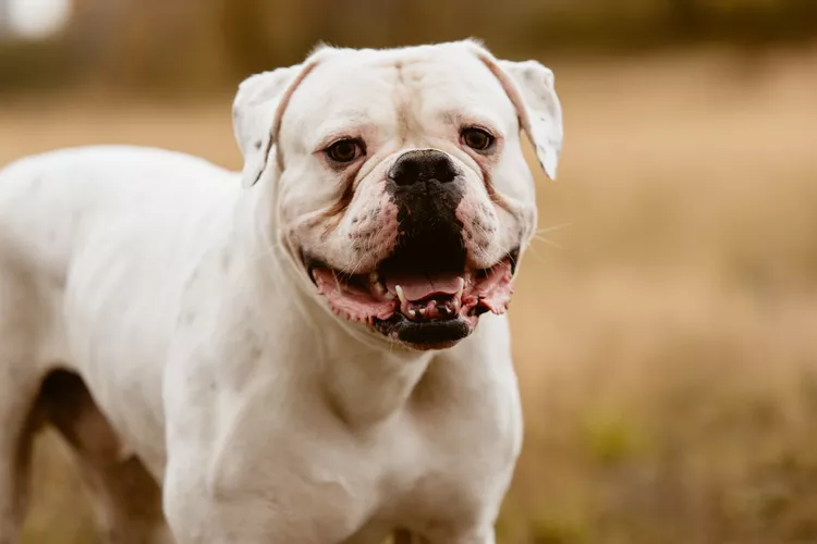 American Bulldog: Dog Breed Characteristics & Care