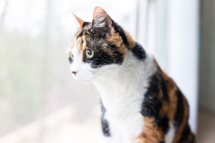 100 Calico Cat Names for Your Beautiful Kitty 