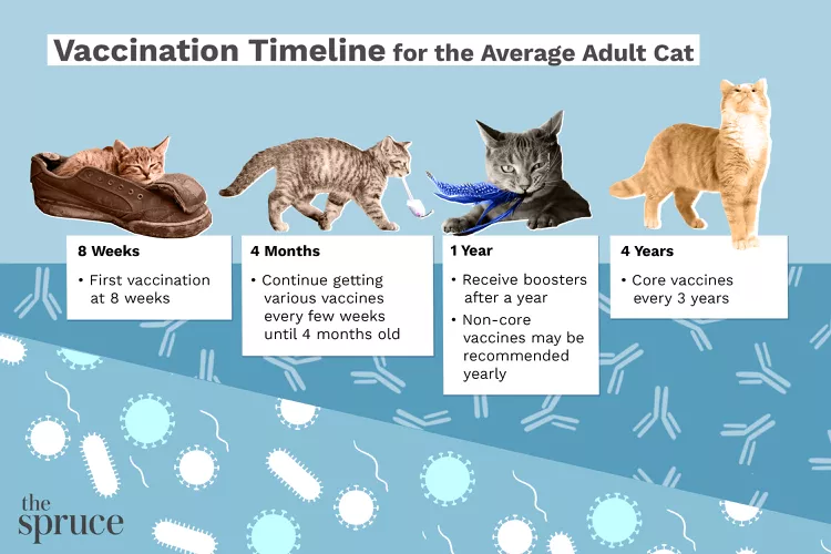 The Average Adult Cat Vaccination Schedule