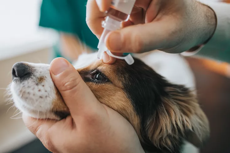 Eye Drops For Dogs: Tips For Giving Your Dog Vital Medication