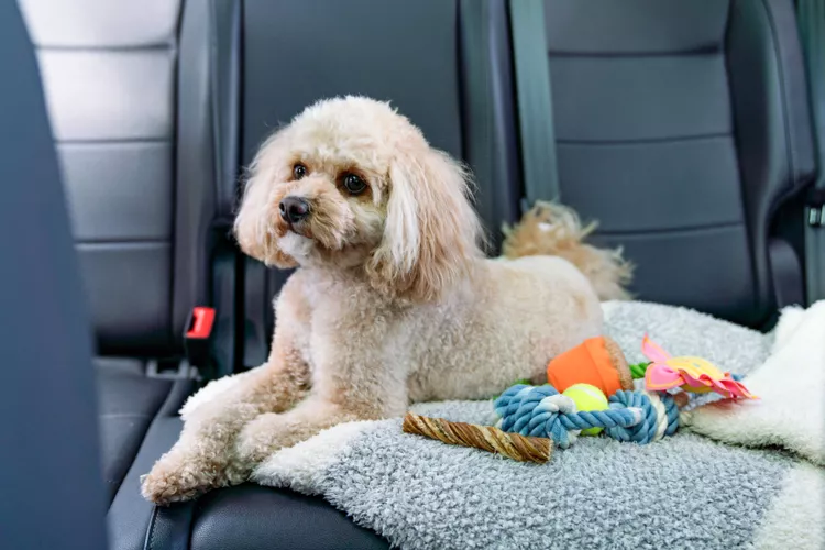 How to Cure Car Sickness in Your Dog