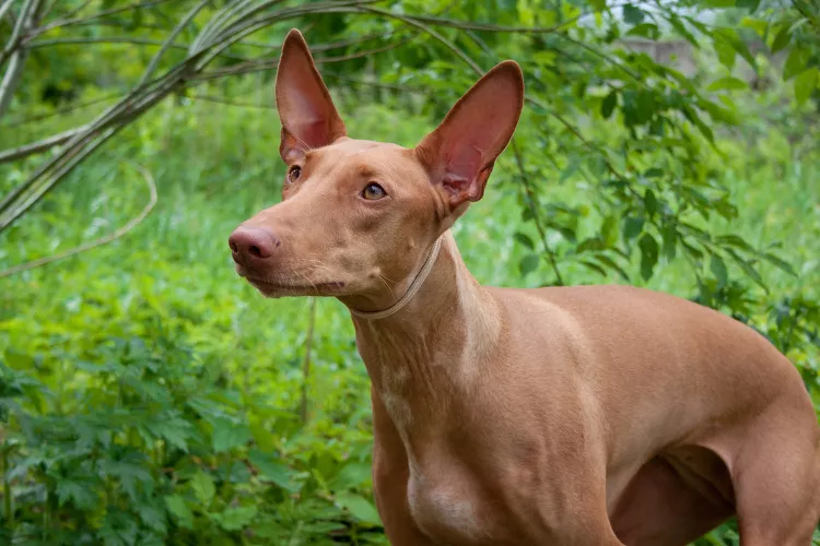 Pharaoh Hound: Dog Breed Characteristics & Care