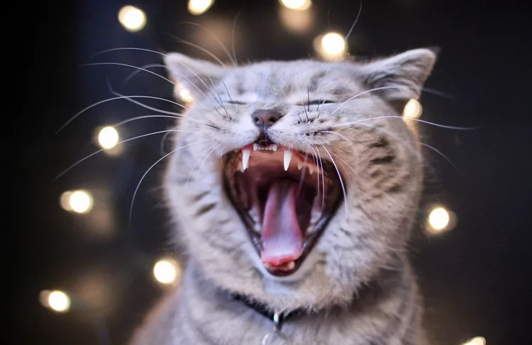 Gingivitis in Cats