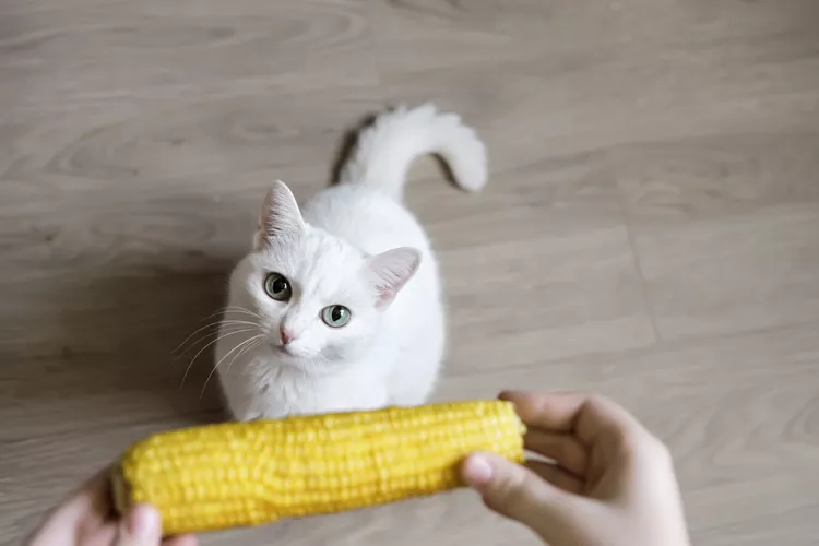 Can Cats Eat Corn? Here's What A Vet Thinks