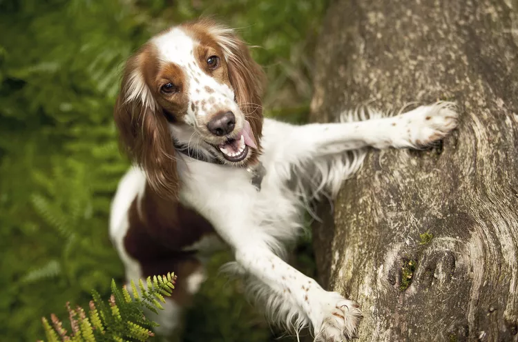 Welsh Springer Spaniel: Dog Breed Characteristics & Care