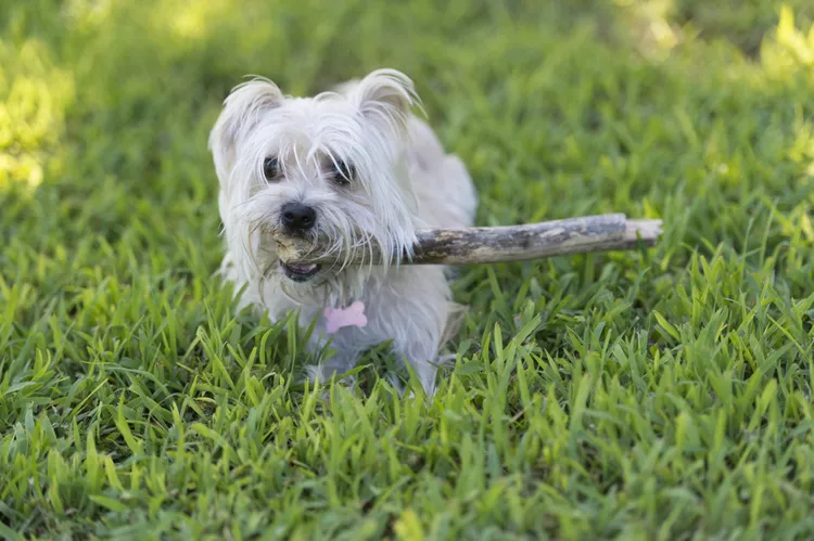 How to Train Your Dog to Fetch