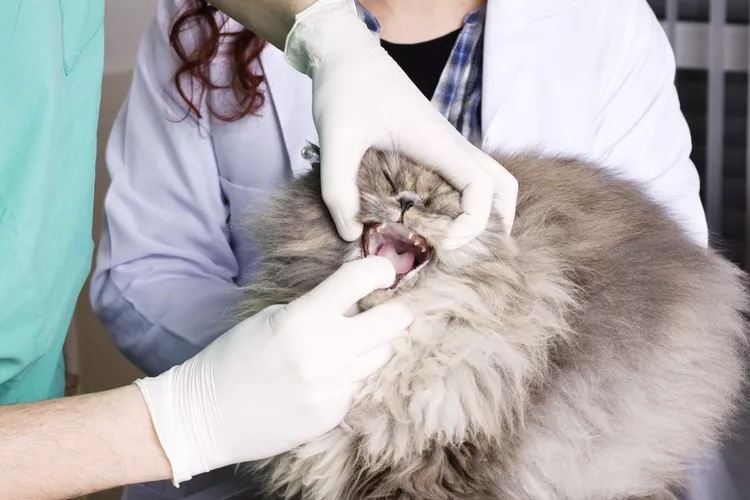 Bad Breath and Drooling in Cats