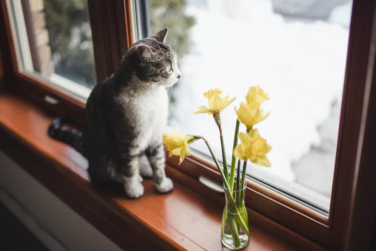 Are Daffodils Poisonous to Cats?