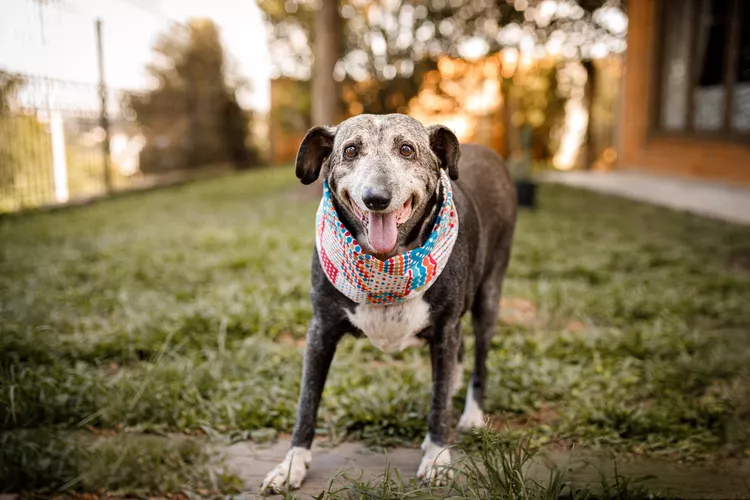 10 Tips for Taking Care of a Senior Dog