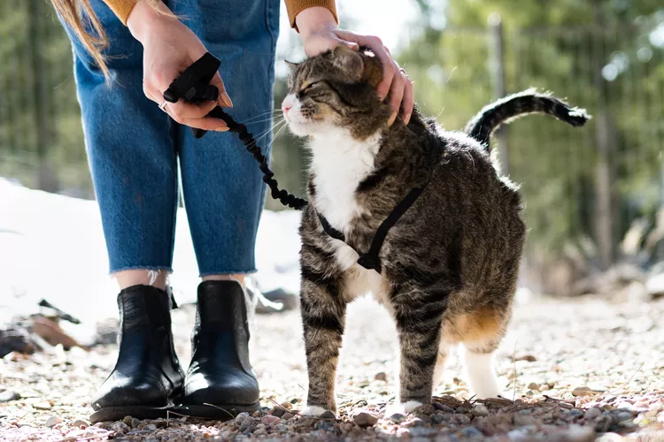 Safe Solutions for Indoor Cats That Want to Go Outside