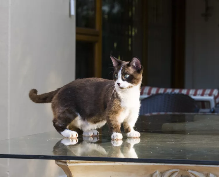 Munchkin: Cat Breed Profile, Characteristics & Care