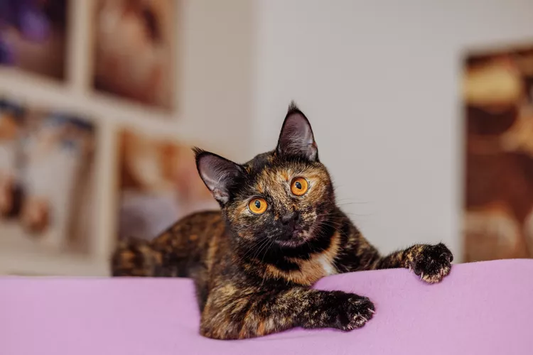 200 Tortoiseshell Cat Names for Your Bi-Colored Kitty