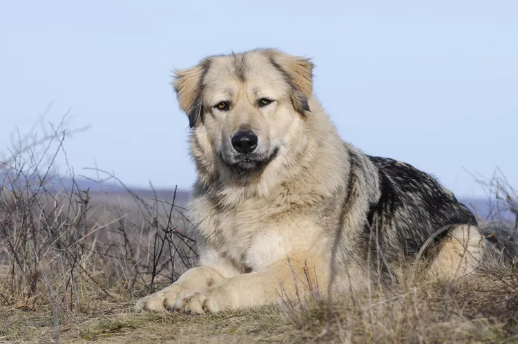 Caucasian Shepherd: Dog Breed Characteristics & Care